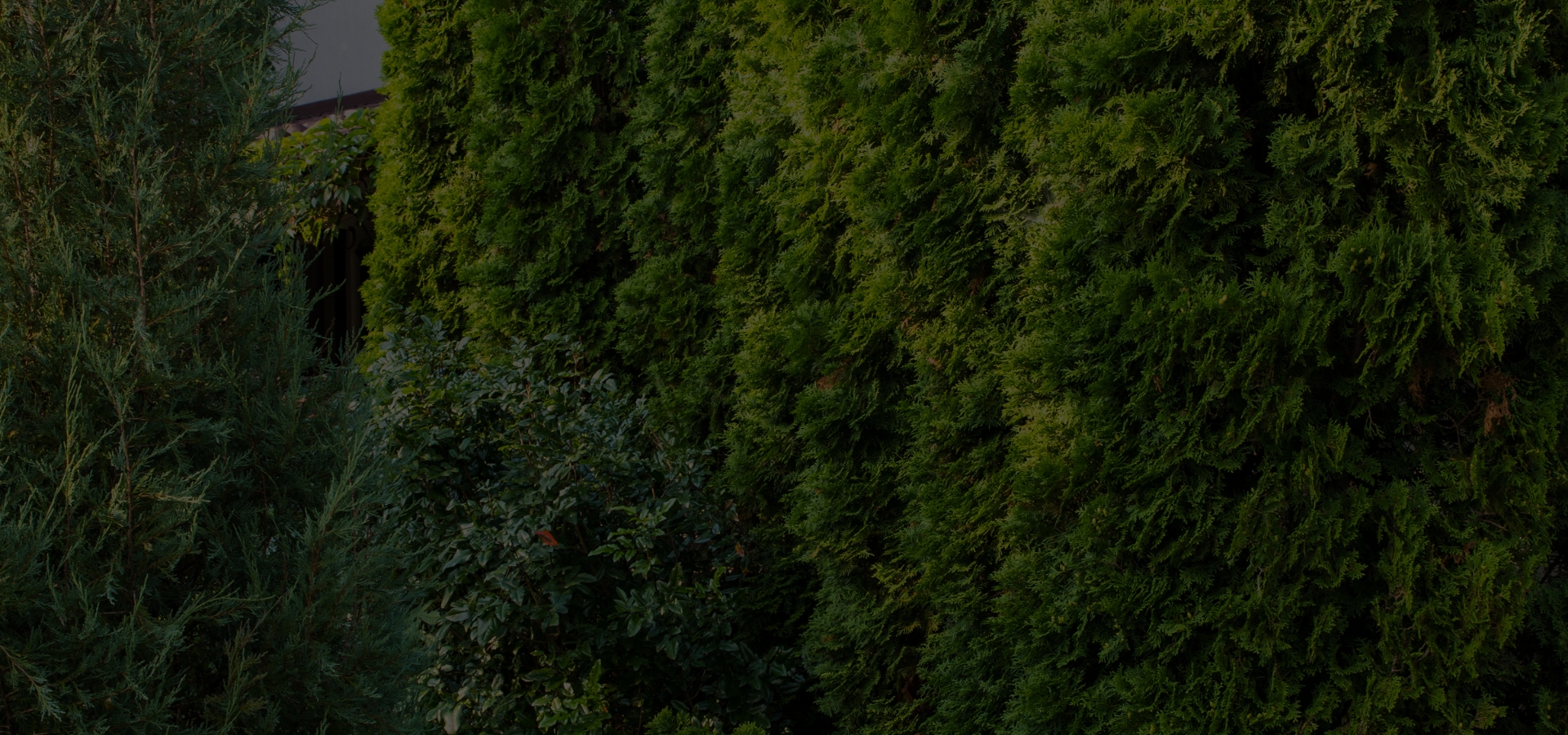 JP'S Tree Service gallery 5
